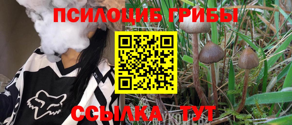 Псилоцибиновые грибы Psilocybe Новокубанск